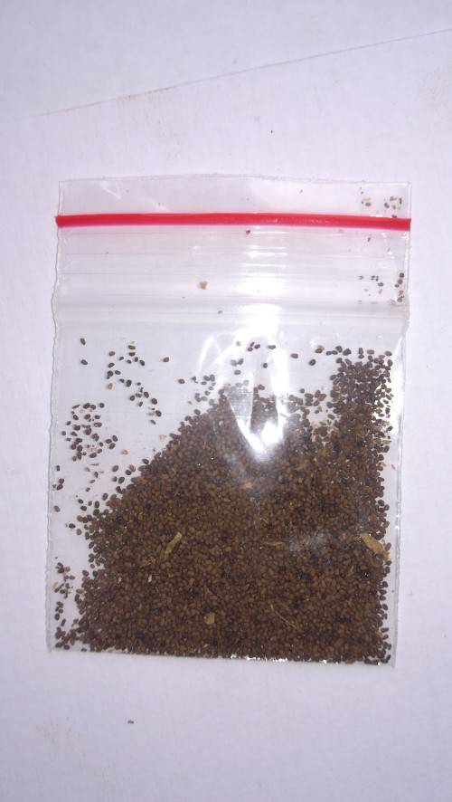 Tobacco Seeds (Golden Virginia)