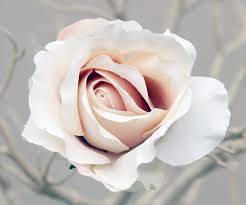 Champagne rose seeds (10 seeds per packet)