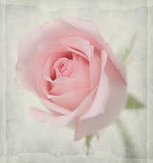 Soft Pink Rose Seeds (Packet of 10)
