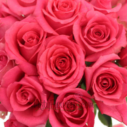 Shocking Pink Rose Seeds (Packet of 10 seeds)
