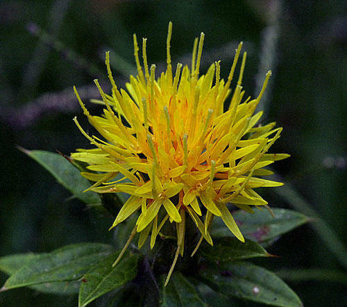 Safflower seeds (Packet of 10 seeds)