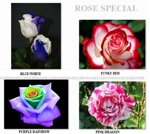 Rose seeds special - Blue/white , Pink Dragon, purple rainbow and Funky red (10 seed per color)