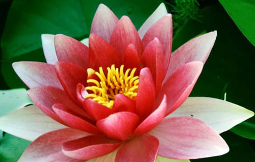 White/Red Lotus seeds (10 seeds)