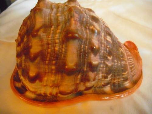 SEA SHELL