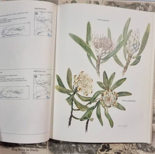 Trees and Shrubs of the Witwatersrand Magaliesberg and Pilanesberg by Joan Van Gogh - Hardcover
