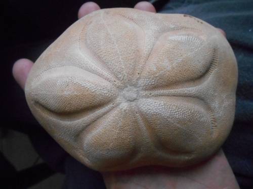 Coronado Sand dollar 13 x 138g - beautiful minute details -for a beachy bathroom window - SA only