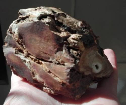 RESERVED - Petrified Wood Specimen - 9cm long - 314g - African Fossilized wood