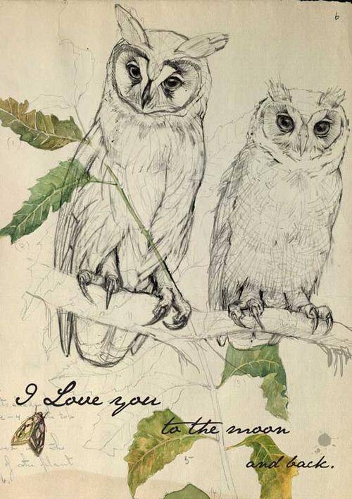 Lovely vintage botanical victorian owls poster print art A2 size