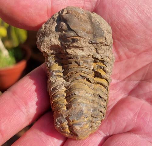 FOSSIL 70MM LONG TRILOBYTE (AT LEAST 230 MILLION YEARS OLD) STILL IN ROCK FORMATION
