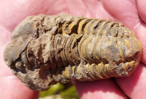 FOSSIL 70MM LONG TRILOBYTE (AT LEAST 230 MILLION YEARS OLD) STILL IN ROCK FORMATION
