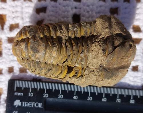 FOSSIL 70MM LONG TRILOBYTE (AT LEAST 230 MILLION YEARS OLD) STILL IN ROCK FORMATION