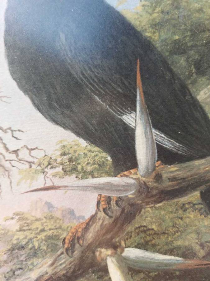 Wonderful Historical Thomas Baines (1820-1875) Buffalo Weaver Print Carlton Hotel 1972 Africana Muse
