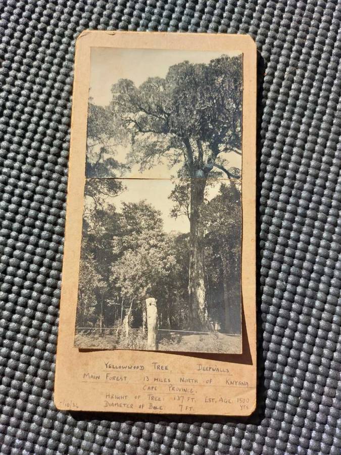 Carte de Visite 76 Old Photos from 1930s in an Old Cutlery Box