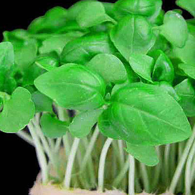 Cress 12 seeds - Herb seeds