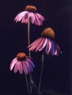 24 Echinacea Herb seeds