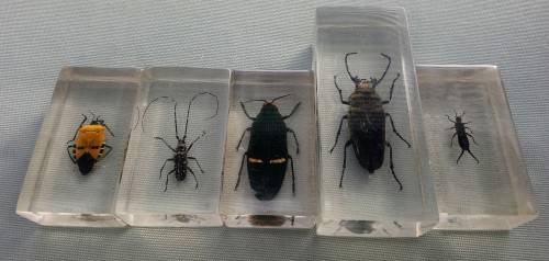 5 X REAL BUGS IN CLEAR RESIN (PLEASE READ)