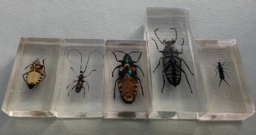 5 X REAL BUGS IN CLEAR RESIN (PLEASE READ)