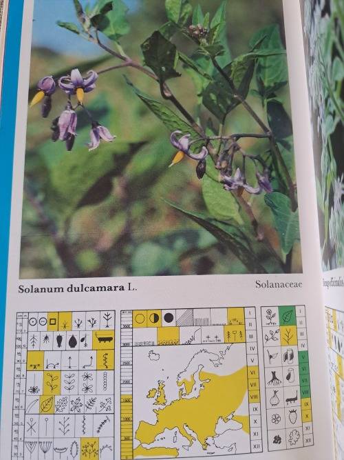 Wild Herbs a field guide: Aromatic, Medicinal, Culinary