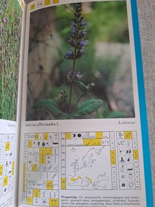 Wild Herbs a field guide: Aromatic, Medicinal, Culinary