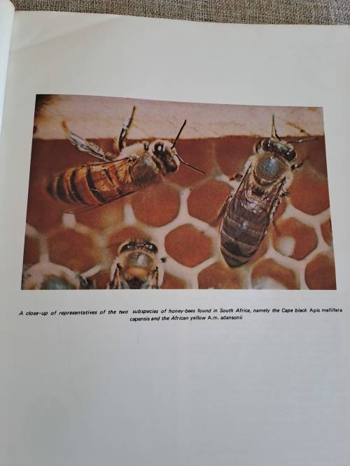 Beekeeping in South Africa - Anderson, Buys, Johannsmeier