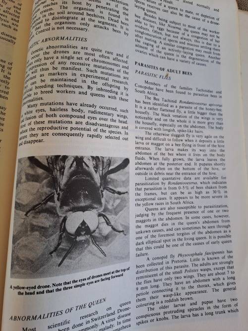 Beekeeping in South Africa - Anderson, Buys, Johannsmeier