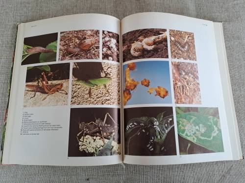 The A-Z of Vegetable Gardening in South Africa - Jack Hadfield