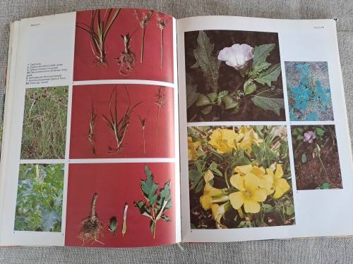 The A-Z of Vegetable Gardening in South Africa - Jack Hadfield