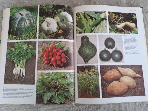 The A-Z of Vegetable Gardening in South Africa - Jack Hadfield