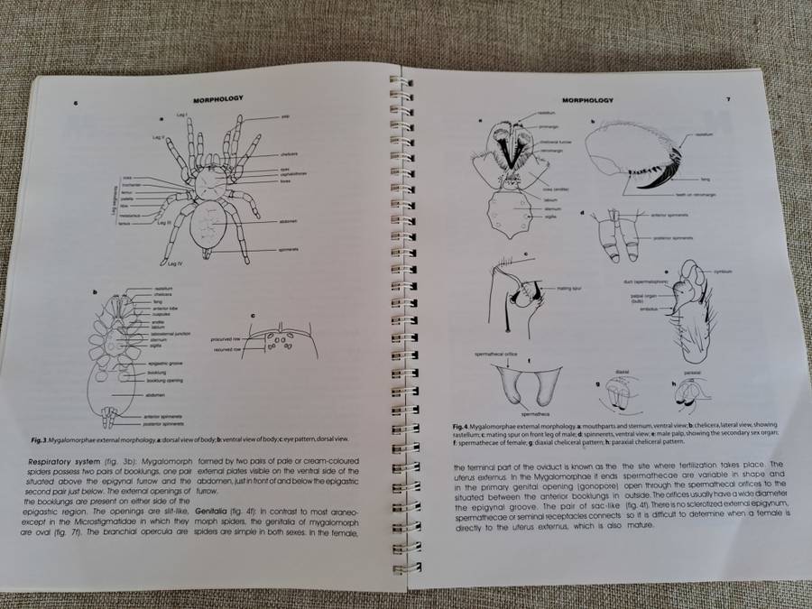Baboon and Trapdoor Spiders of Southern Africa: An Identification Manual plus CD