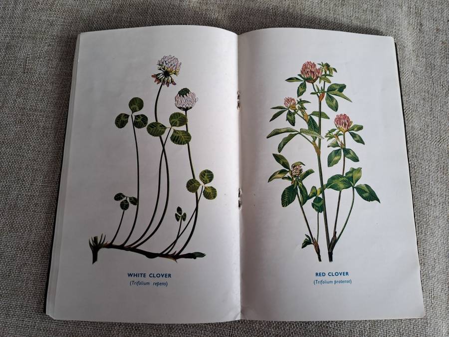 Ford`s Manual 1956 Grasses, Clovers, Legumes, Forage Crops, Bacterias - A.E. Hopson