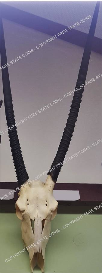 Animal Skull - Trophy Head: Gemsbok *CRAZY R1 START!!*