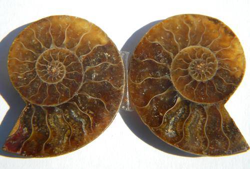 42.50ct DASHING !!! Natural Sliced Madagascar Amonite  !!!