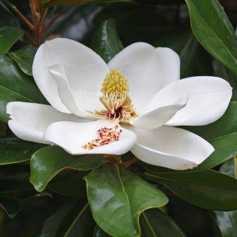 6 Magnolia grandiflora Seeds - Southern Magnolia Tree Seeds To Buy in South Africa