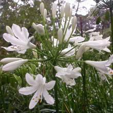 Agapanthus praecox Dwarf White - 10 Seed Pack - South African Indigenous Perennial Bulb