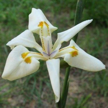 5 Dietes flavida Seeds - Indigenous South African Perennial Bulb - Combined Worldwide Shipping