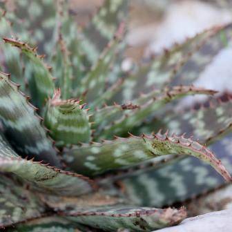 5 Aloe lettyae Seeds - Indigenous South African Endemic Succulent Seeds For Sale from Africa