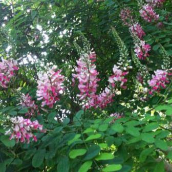 10 Indigofera jucunda Seeds - Indigenous South African Flowering Shrub or small Tree