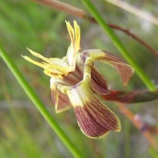 Moraea inconspicua Seeds - Sow Autumn - Indigenous Bulbs Seeds