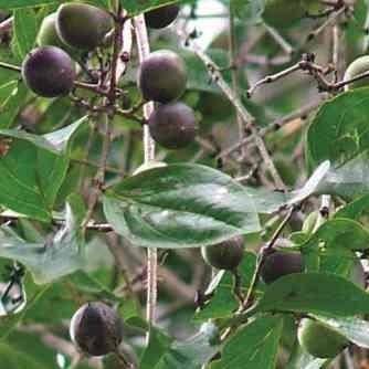 10 Strychnos potatorum Seeds - Black Bitter Berry South African Indigenous Tree - Worldwide Delivery