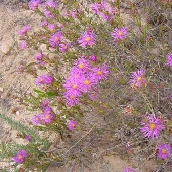 Erepsia anceps Seeds - South African Indigenous Succulent - Flat Ship Rate - Semillas