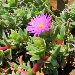Erepsia forficata Seeds - South African Indigenous Succulent - Flat Ship Rate - Semillas