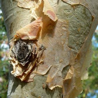 Albizia tanganyicensis Seeds - Paper Bark Albizia Tree Seeds - Indigenous