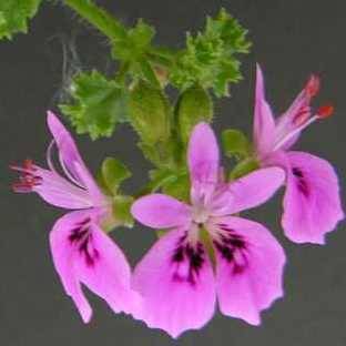 Pelargonium englerianum - Geranium Seeds - Indigenous Perennial Endemic Shrub Seeds From Africa