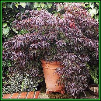 Acer palmatum atropurpureum dissectum - 5 Seeds - Red Lace Leaf Japanese Maple Tree or Shrub, NEW