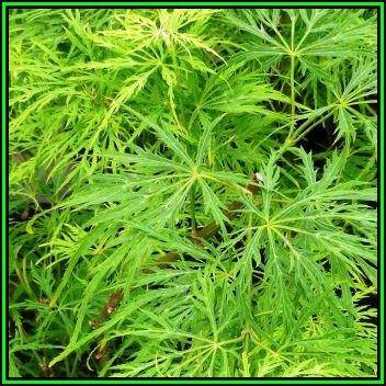 Acer palmatum dissectum - 5 Seeds - Lace Leaf Japanese Maple Tree or Shrub, NEW