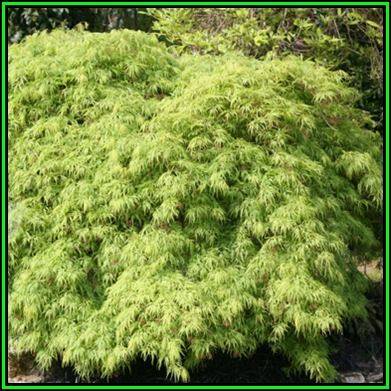 Acer palmatum dissectum - 5 Seeds - Lace Leaf Japanese Maple Tree or Shrub, NEW