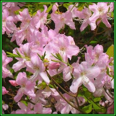 Rhododendron schlippenbachii - Royal Azalea Seeds - Tree or Shrub, NEW