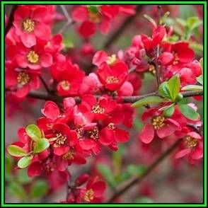 Japanese Flowering Quince - Chaenomeles japonica - 10 Seed Pack - Shrub - New