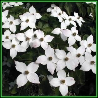 Cornus kousa var chinensis - Chinese Dogwood Seeds - Tree or Shrub, NEW