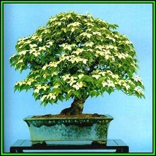 Cornus kousa var chinensis - Chinese Dogwood Bonsai Seeds + FREE Gifts Seeds + Bonsai eBook, NEW